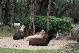广州长隆野生动物园有多大长隆野生动物园规模(广州长隆野生动物园在广州哪个区)