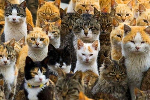 80只流浪猫为感恩禅师,免费帮忙招待游客,最终被好心人领养