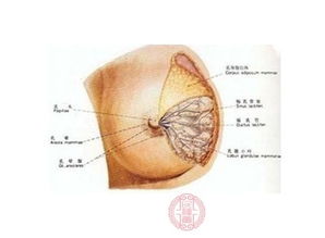 乳腺癌图片及诊治方法
