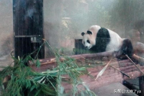 上海动物园门票预订(上海动物园开放时间及门票)