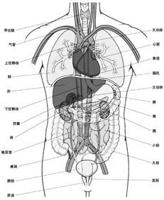 腹部结构(腹部结构分布示意图)