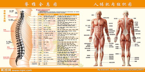 人体肌肉组织图图片 