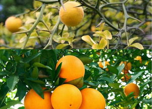 橘生淮南则为橘 生于淮北则为枳 意思 