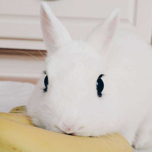 小白兔大眼萌系列超萌兔子头像 堆糖,美图壁纸兴趣社区 