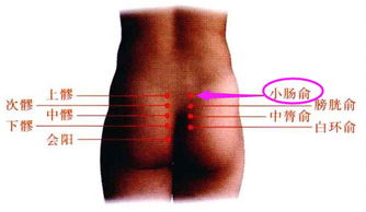 腹部的准确位置图(腹部位置图)