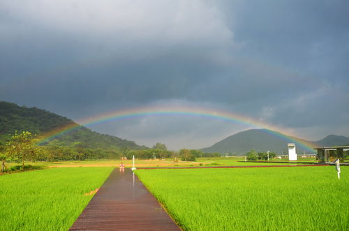 在艾米稻香小镇千亩科技稻田上,收获一弯美美的彩虹