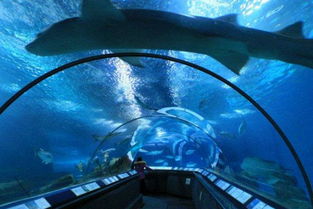 上海海洋水族馆现场买门票多少钱山西最大的海洋馆在哪(上海海洋水族馆门票60)