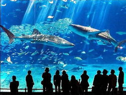 世界最大水族馆 可观魔鬼鱼等2万只鱼