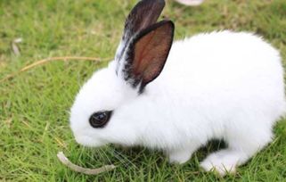 宠物知识 海棠兔长癣怎么处理,海棠兔长癣如何处理