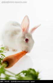 咬着胡萝卜的小白兔图片免费下载 编号940385 红动网 