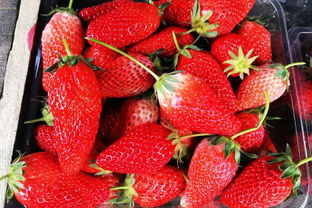 新鲜樱桃上市 30块钱一斤 草莓即将退场 水果也是一茬接一茬 