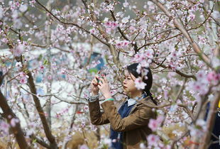 平谷桃花节是几月几日2022桃花开期(平谷桃花节是几月几号)
