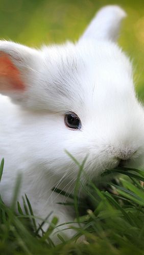 各种兔子的可爱图片(各种各样兔子的图片)