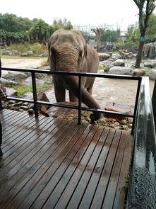 上海野生动物园老年人免票吗(上海野生动物园老年人优惠政策)